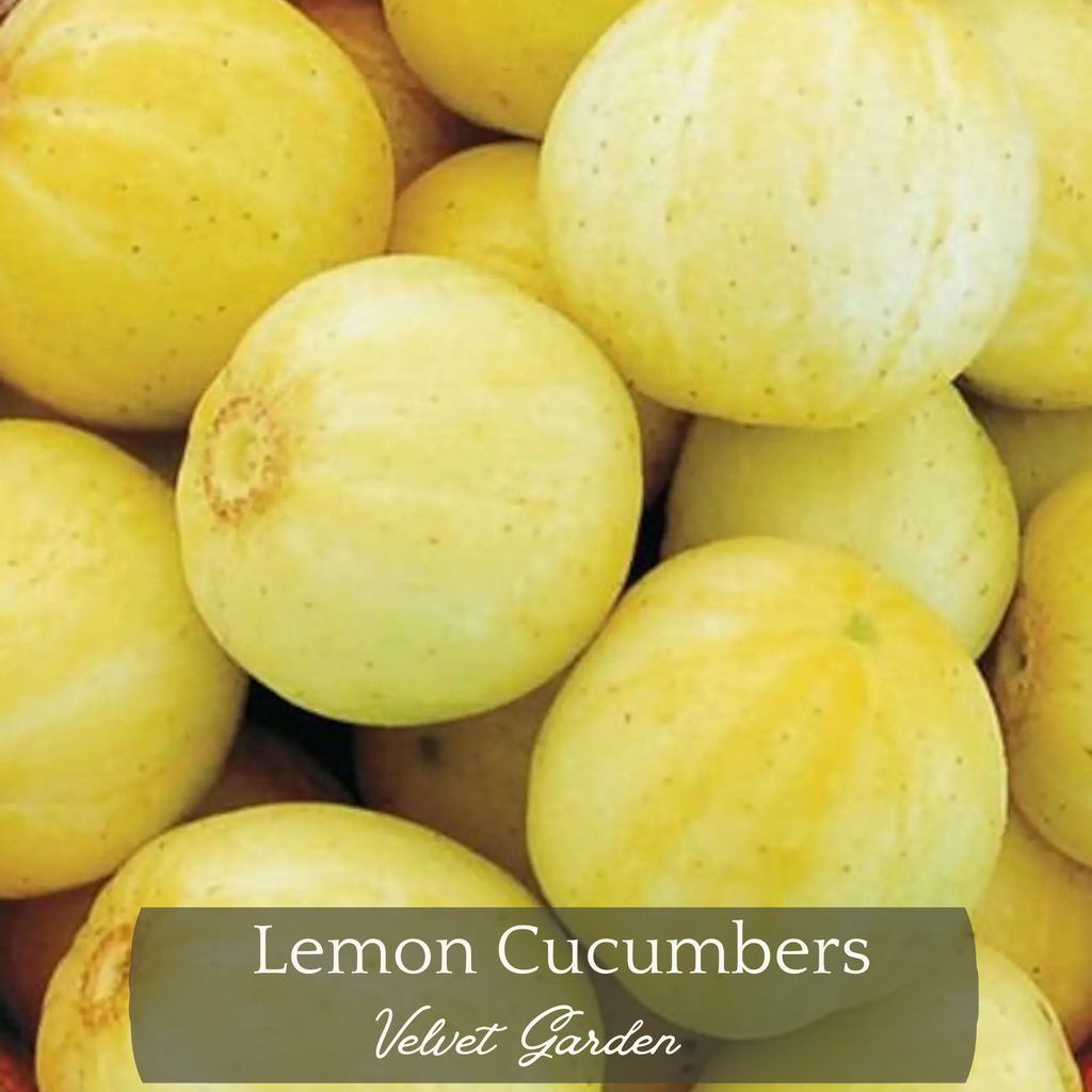 Lemon Cucumber Seeds