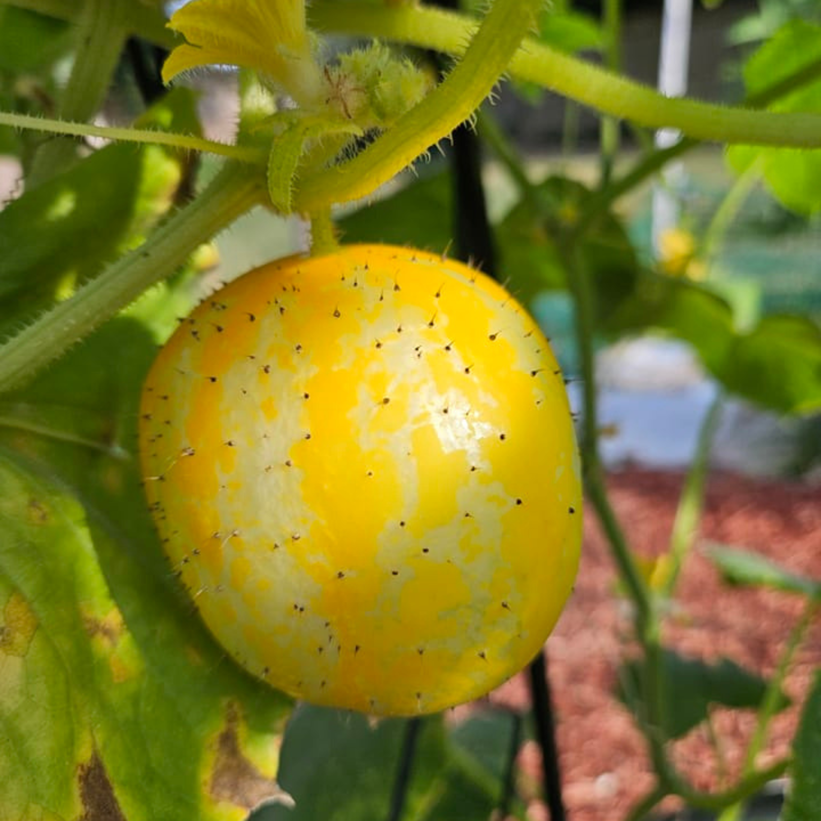 Lemon Cucumber Seeds