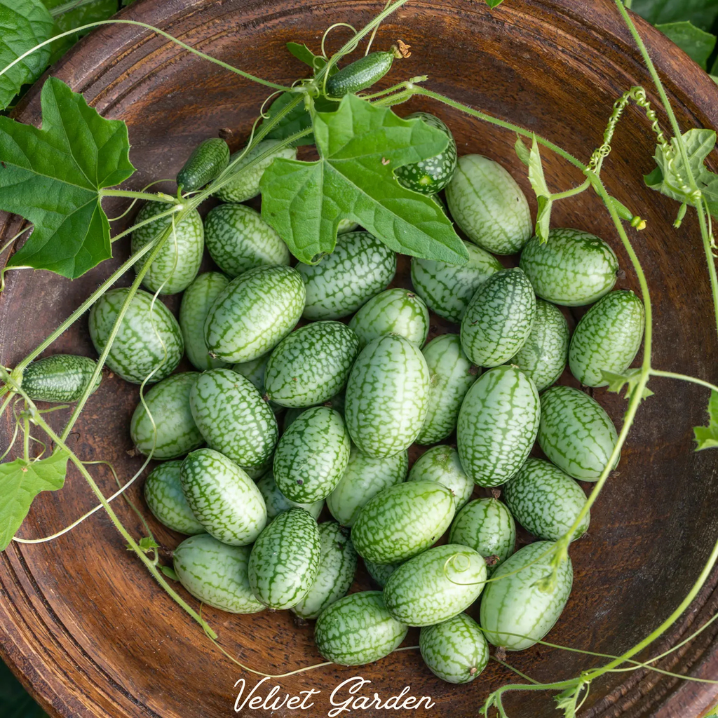 Mexican Gherkin Cucumber Seeds
