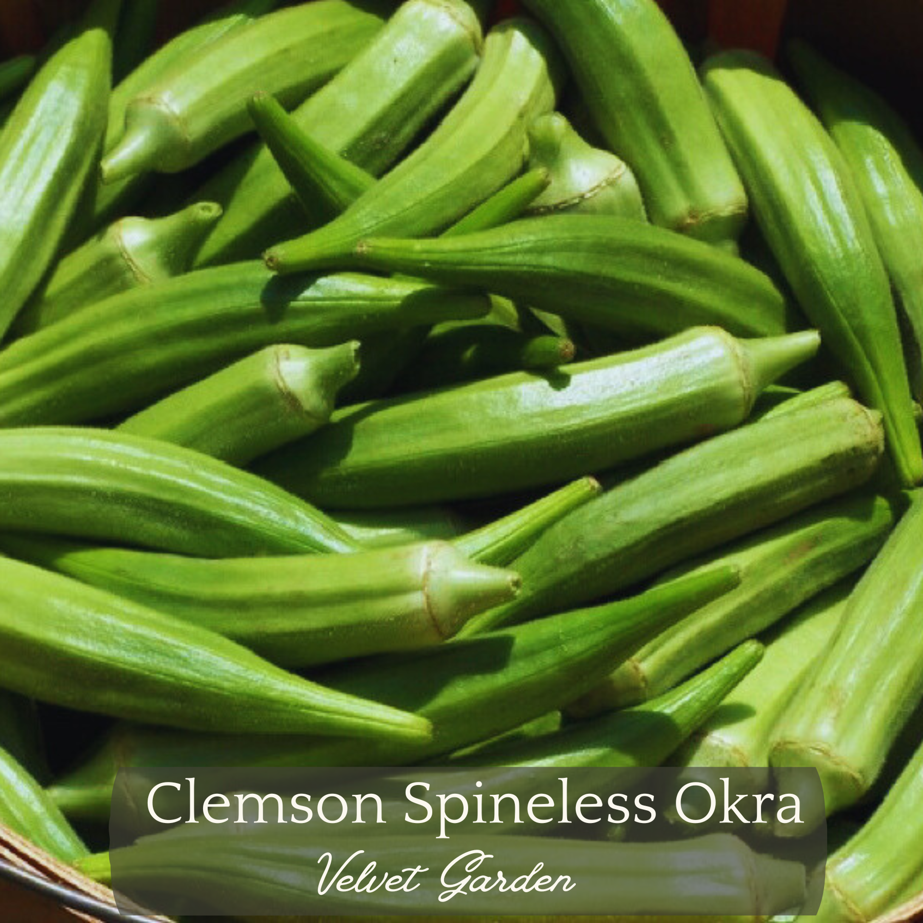 Clemson Spineless Okra Seeds