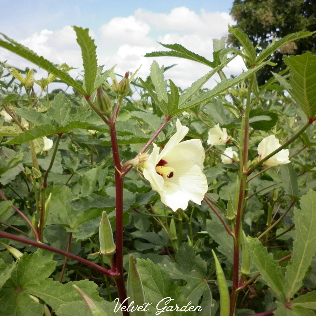 Clemson Spineless Okra Seeds
