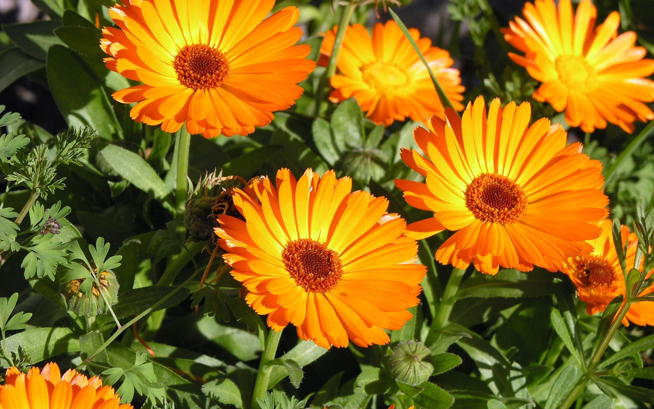 Calendula Seeds