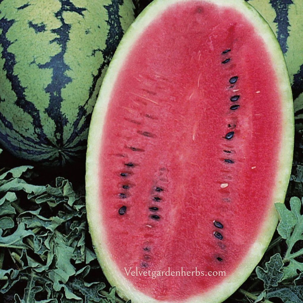 Congo Watermelon Seeds