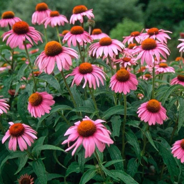 Echinacea (Purple Coneflower) Seeds