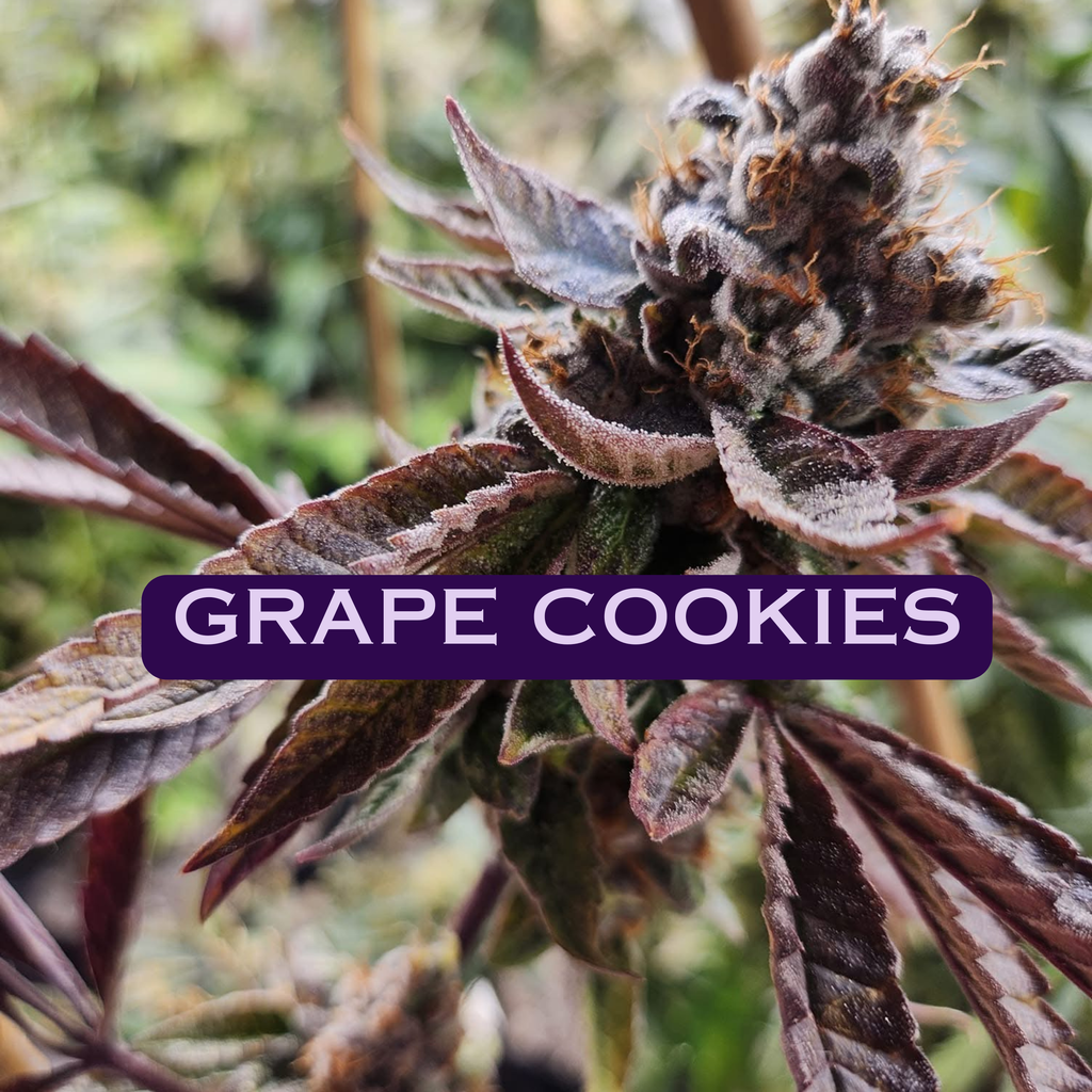 Nuclear Dawn Genetics Seeds