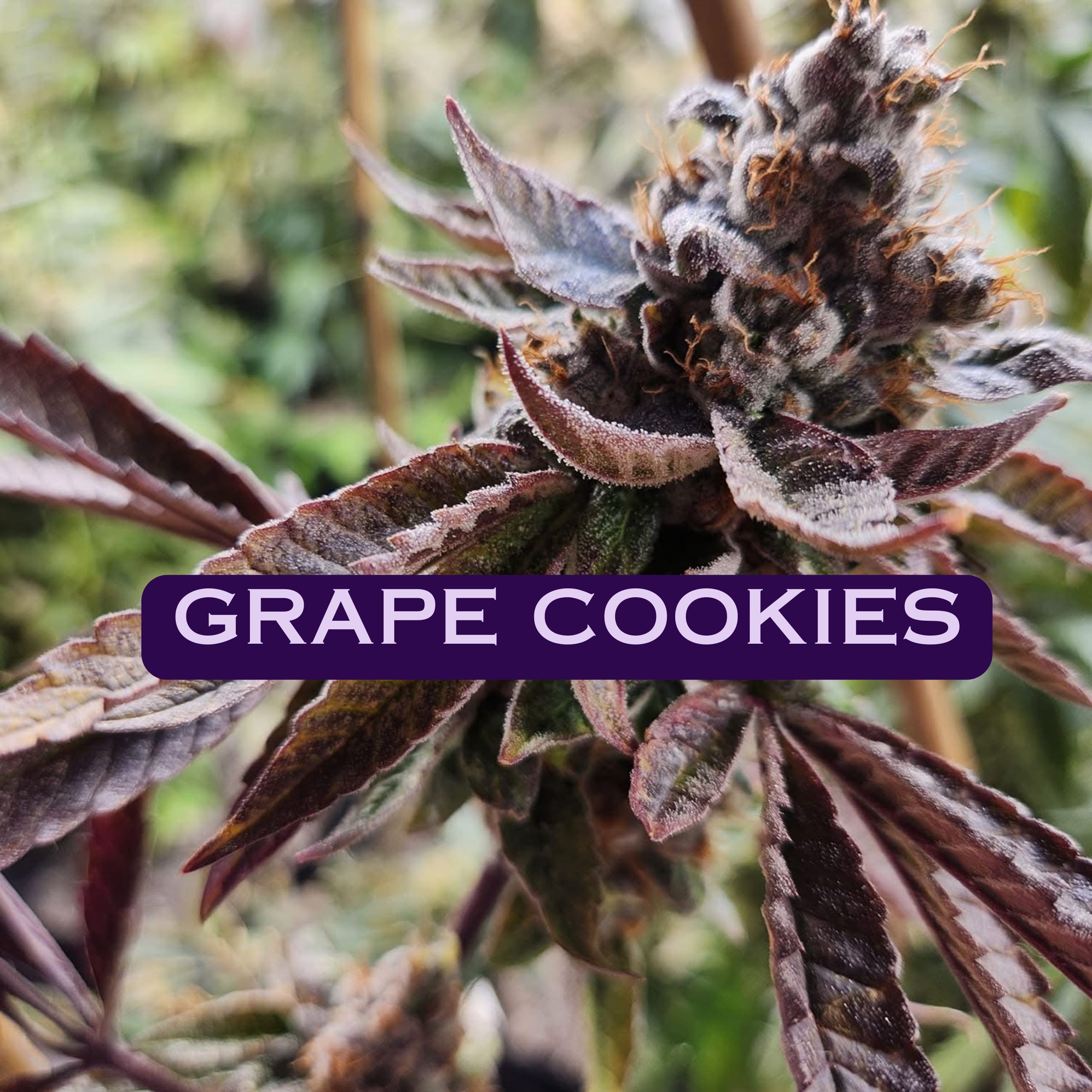 Nuclear Dawn Genetics Seeds