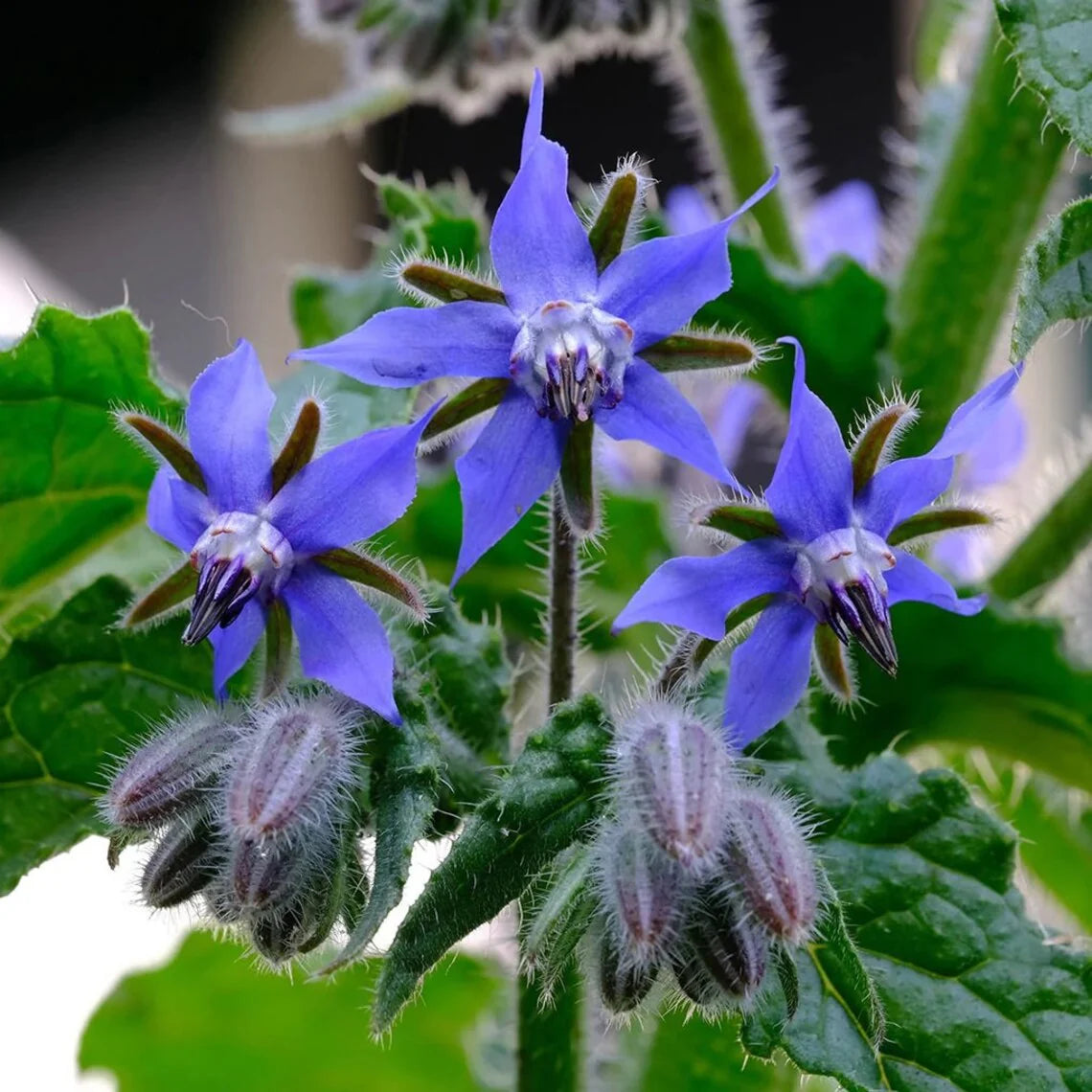 Borage Seeds