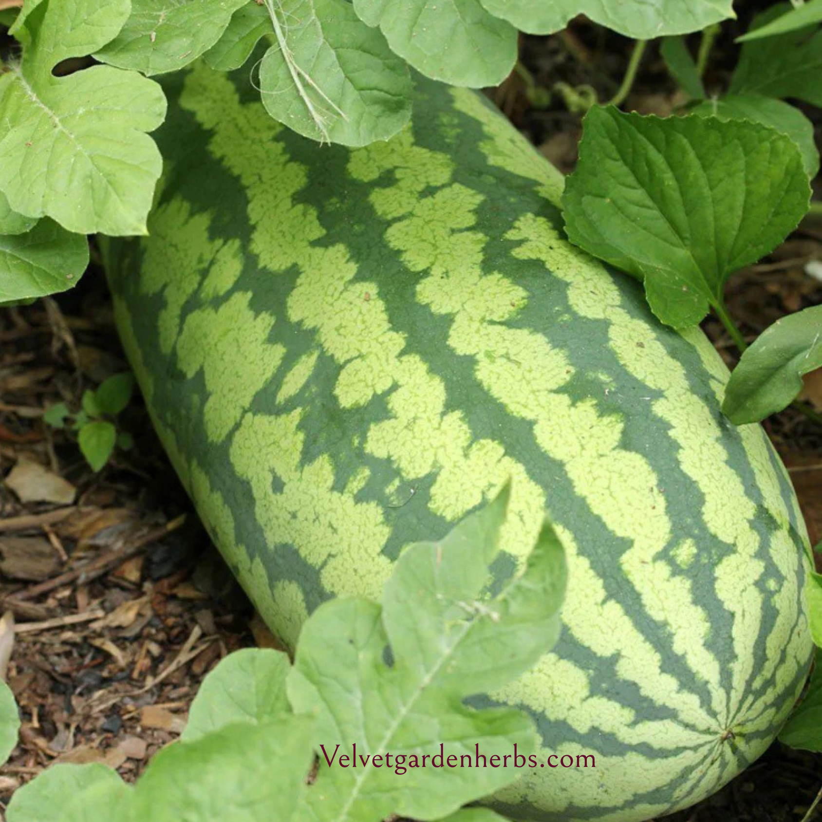 Congo Watermelon Seeds
