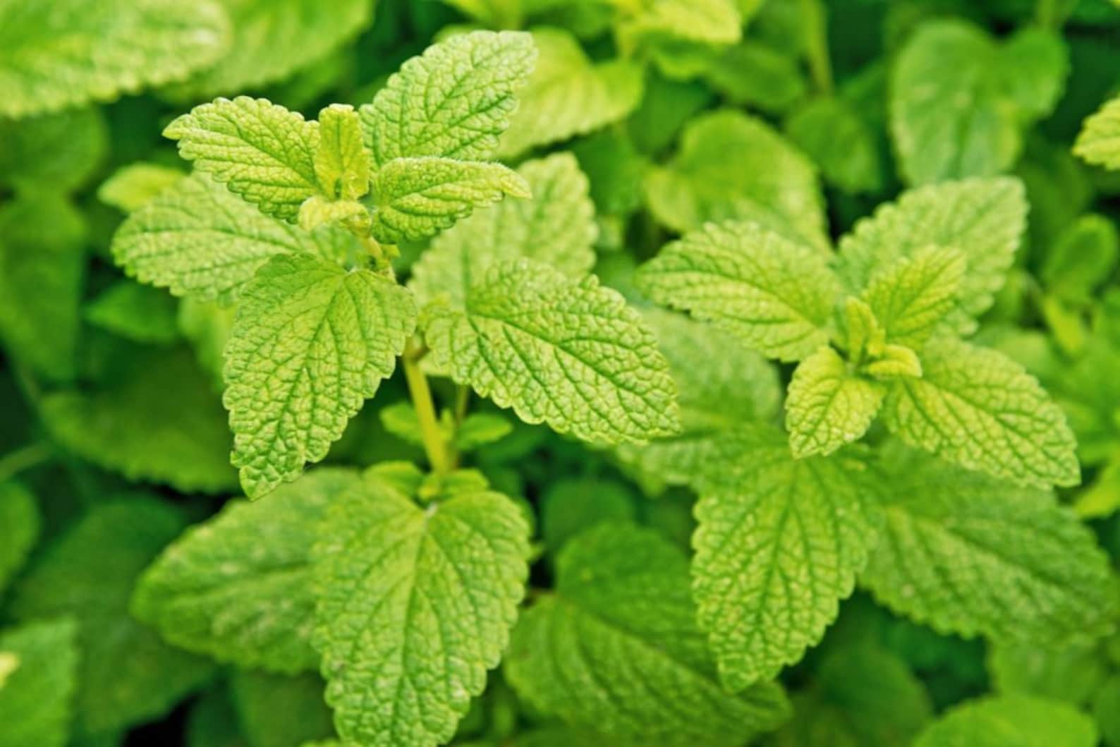 Lemon Mint