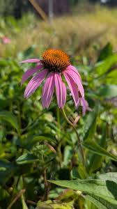 Echinacea (Purple Coneflower) Seeds