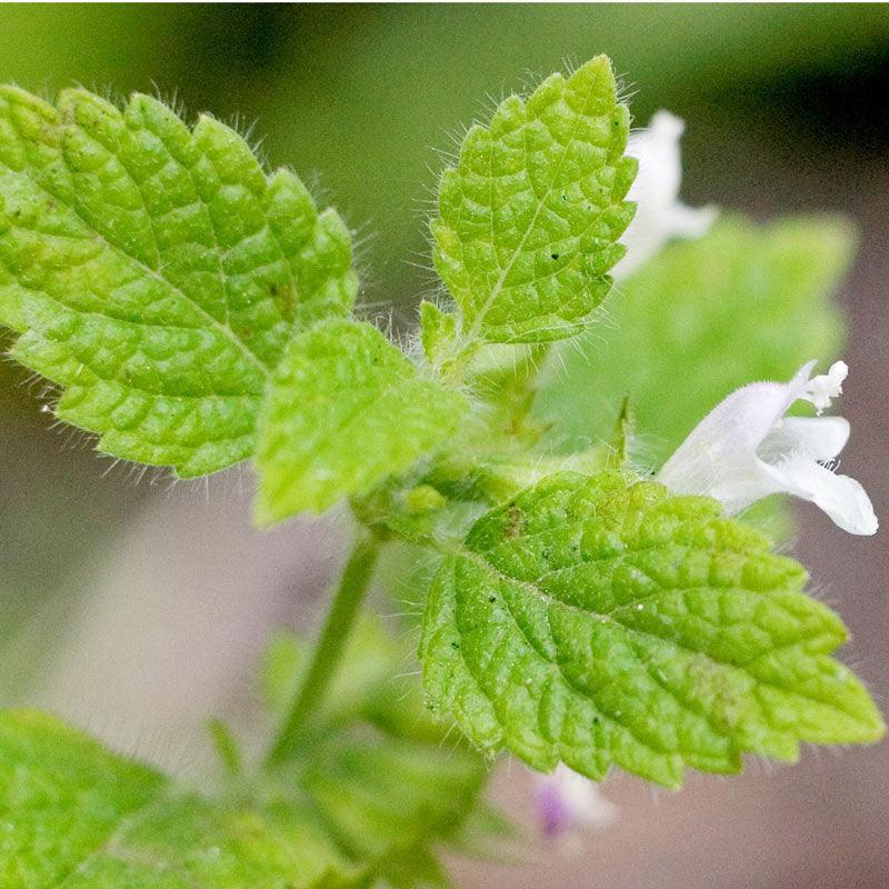 Lemon Balm Seeds