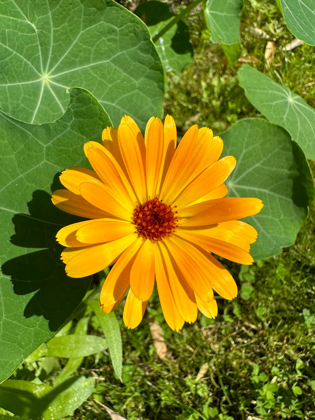 Calendula Seeds