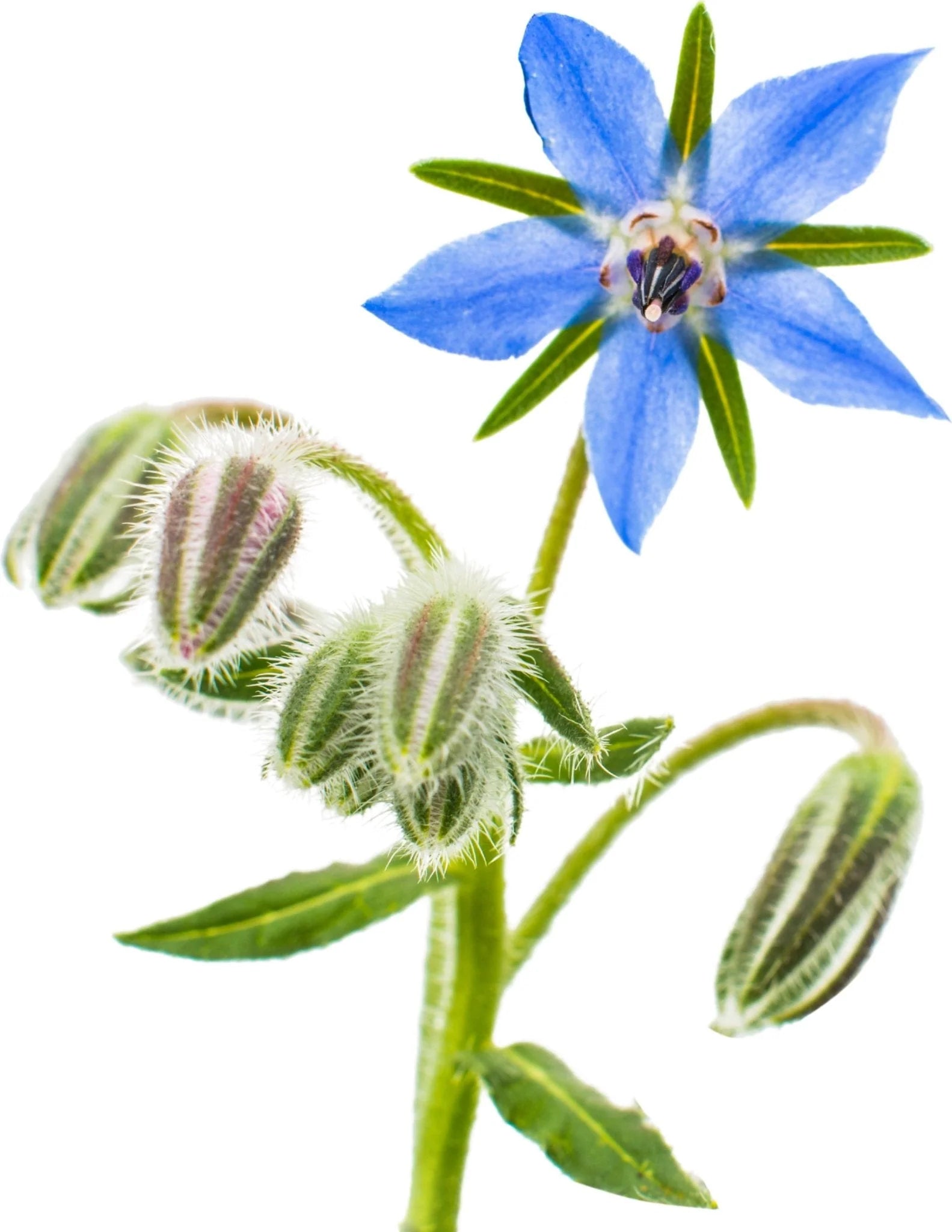 Borage Seeds