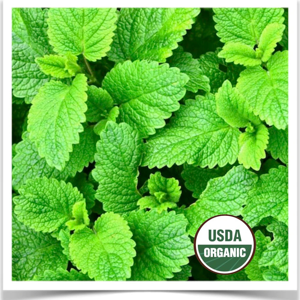 Lemon Balm Seeds